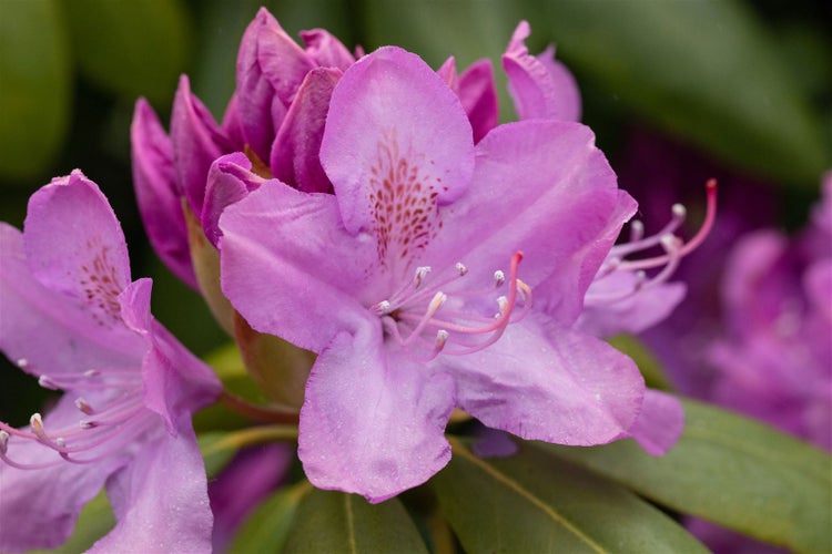 Nahaufnahme einer Rhododendronblüte