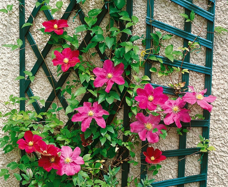 Kletterhilfe mit blühenden Kletterpflanzen an einer Wand