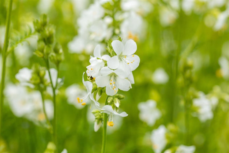 Nahaufnahme von blühenden Himmelsleitern in einem Garten.