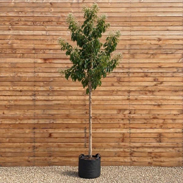 Ein hochstämmiger Baum mit grünen Blättern und weißen Blüten in einem schwarzen Pflanzkübel vor einer Holzwand.