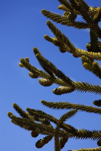 Nahaufnahme eines Astes einer Andentanne vor blauem Himmel