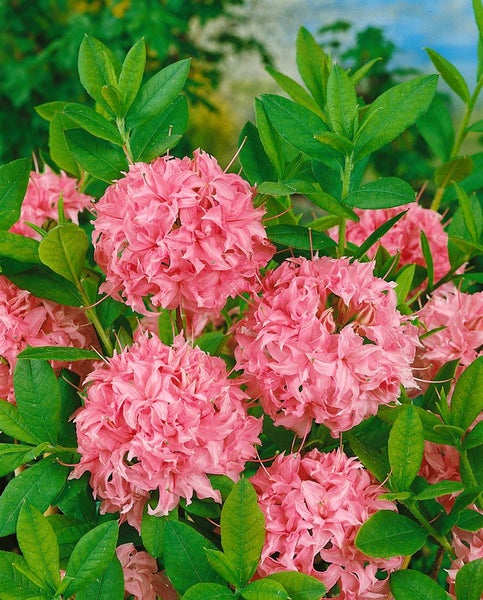 Rhododendron luteum 'Homebush', rosa Blüten, 50–60 cm