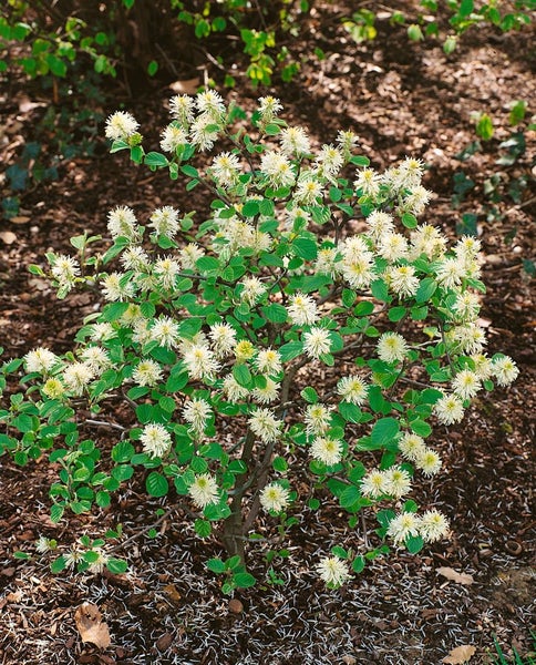 Fothergilla Gartenpflanze mit grünen Blättern und weißen Blüten.