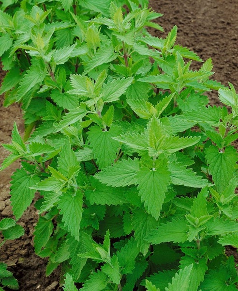 Nepeta cataria, Katzenminze, aromatisch, ca. 9x9 cm Topf