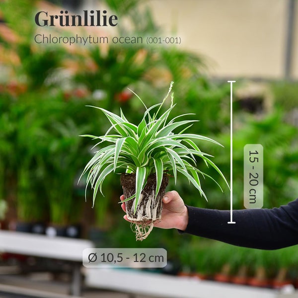Grünlilie & Efeutute – Hängendes Zimmerpflanzen Starterpack – 2 Rankende Zimmerpflanzen – frisch aus der Gärtnerei – Höhe 15-25 cm – Töpfe 10,5-12 cm – Green Me Up