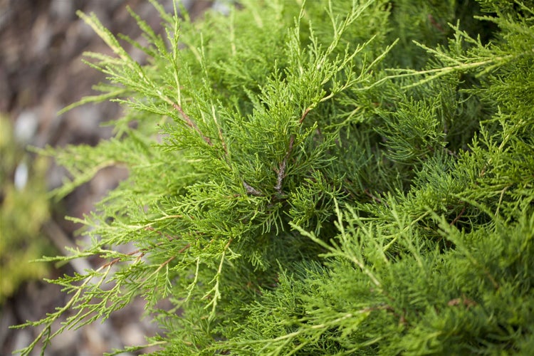 Juniperus pfitzeriana 'Gold Coast', Wacholder, goldgelb, ca. 9x9 cm Topf