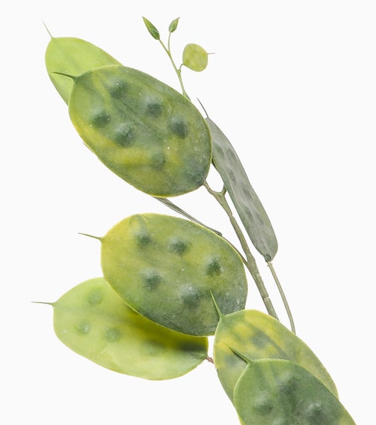 Künstlicher brauner Zweig mit grauen flauschigen Knospen und kleinen grünen Blättern.