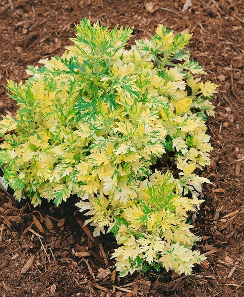 Beifußpflanze mit gelbgrünen Blättern im Gartenbeet