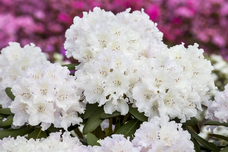 Rhododendron yakushimanum 'Schneekrone', weiß, 20–25 cm
