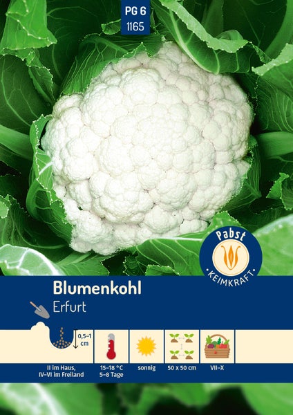 Samentüte Blumenkohl Erfurt von Pabst Keimkraft mit Informationen zu Aussaat und Ernte. Pabst Keimkraft Logo.
