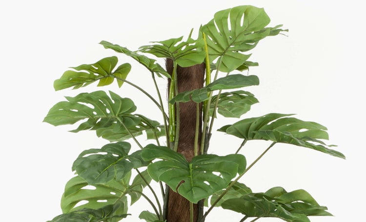 Monstera deliciosa Zimmerpflanze mit großen grünen Blättern an einem Moosstab.