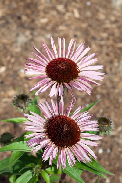 Echinacea purpurea 'Augustkönigin', Sonnenhut, rosa, ca. 11x11 cm Topf