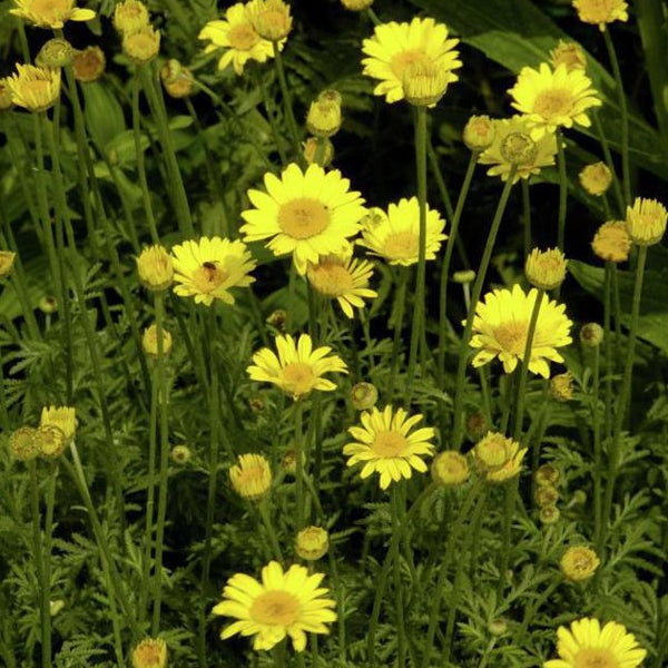 Nahaufnahme von Goldkamille Pflanzen im Garten.