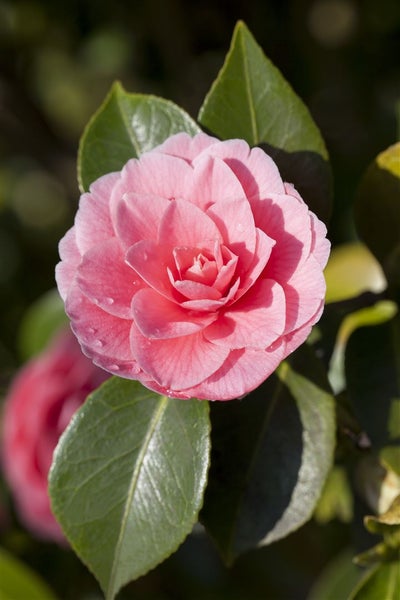 Camellia japonica 'Mrs Tingley', Kamelie, hellrosa, 40–60 cm