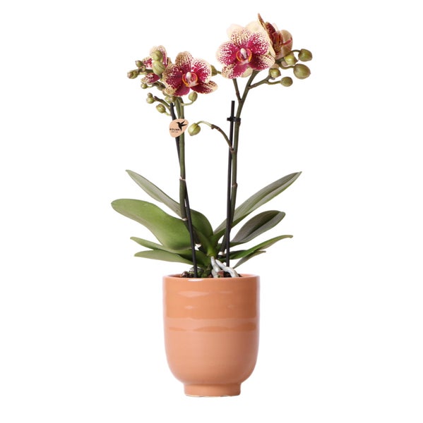 Kolibri Orchids Gelbe rote Phalaenopsis-Orchidee Spanien + Glasierter Ziertopf Cognac Topfgröße 9cm 40 cm hoch Blühende Zimmerpflanze frisch vom Züchter
