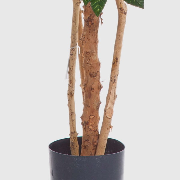 Künstliche Pflanze mit Naturstämmen im schwarzen Kunststofftopf.