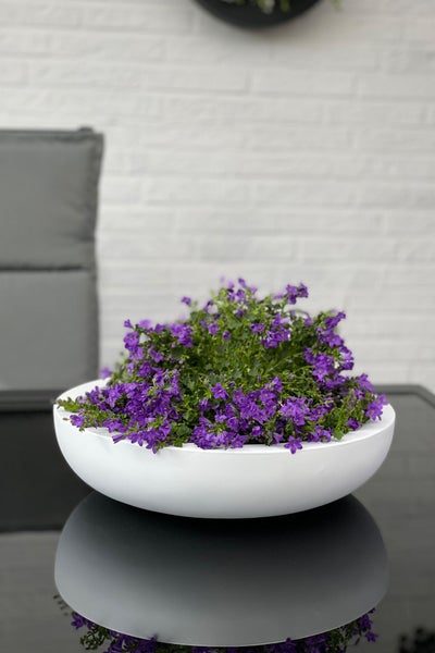 Blaue Polsterglockenblume in einer weißen, runden Pflanzschale auf einem Tisch.