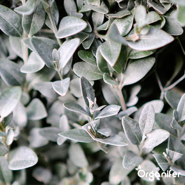 Buxus Vital 10 L - Konzentrat für 1000 Meter Hecke - Organifer