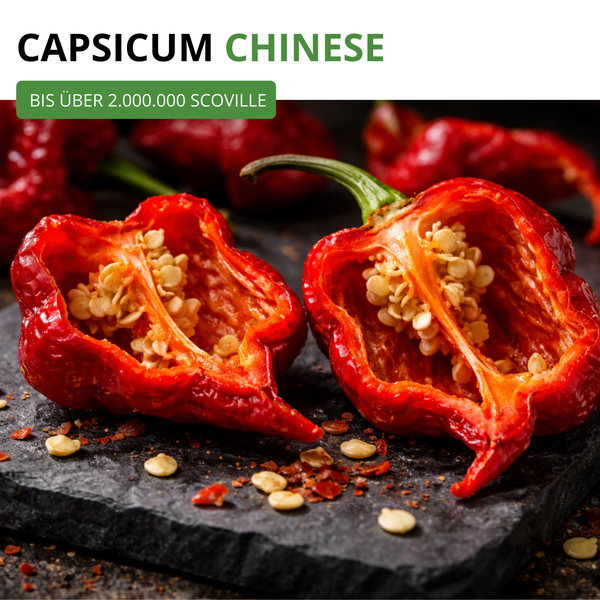 Rote Capsicum Chinense Chili, aufgeschnitten mit sichtbaren Kernen, Schärfegrad über 2.000.000 Scoville.