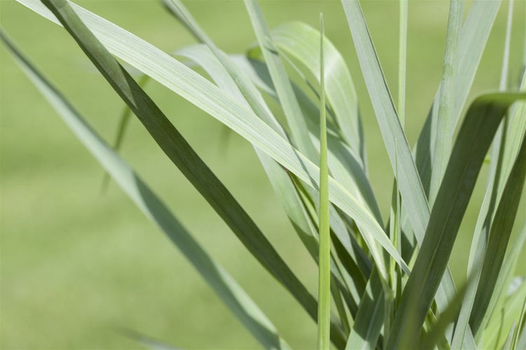 Panicum virgatum 'Prairie Sky', Rutenhirse, ca. 9x9 cm Topf