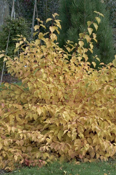 Gelbblättriger Hartriegel im Garten.