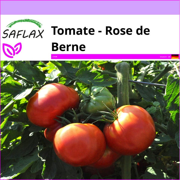 SAFLAX  - Tomate - Rose de Berne - Lycopersicon esculentum - 10 Samen