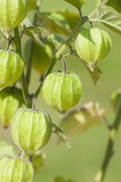 Physalis peruviana, Andenbeere, essbar, ca. 11x11 cm Topf