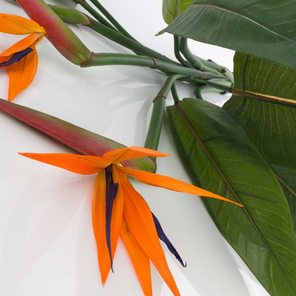 Nahaufnahme einer Strelitzie mit orangefarbenen Blüten und grünen Blättern.