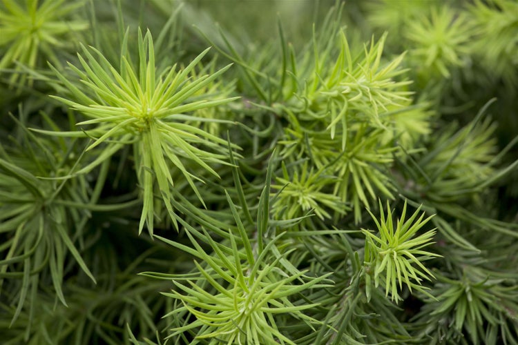 Larix kaempferi, Japanische Lärche, 40–60 cm