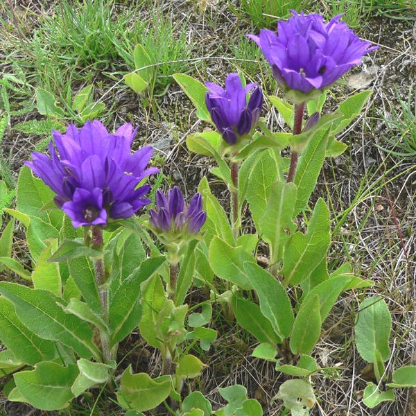 Wiesenblumen mit blauen Blüten und grünen Blättern