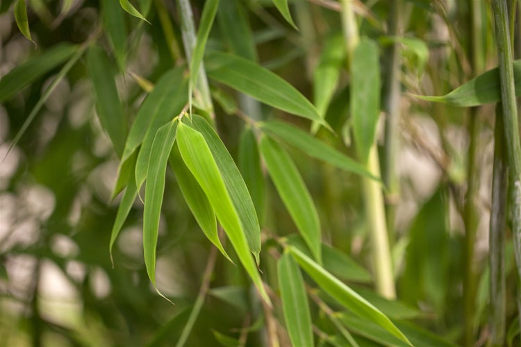 Fargesia 'Maasai', Bambus, immergrün, 175–200 cm