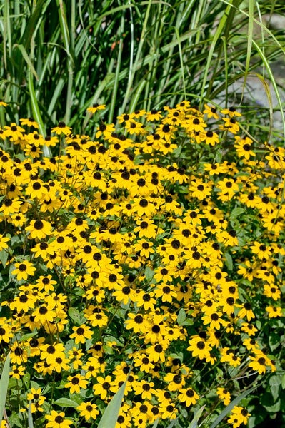 Rudbeckia triloba, Dreilappiger Sonnenhut, gelb, ca. 9x9 cm Topf