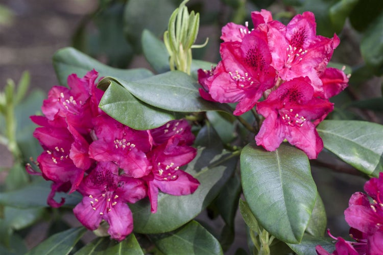 Rhododendron 'Nova Zembla', rot, 40–50 cm