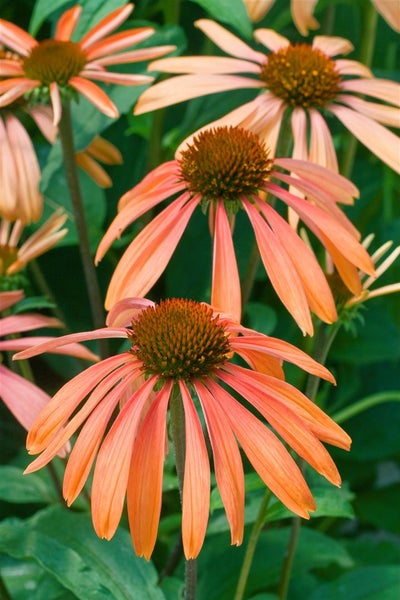 Echinacea purpurea 'Sundown' -R-, orange, ca. 11x11 cm Topf