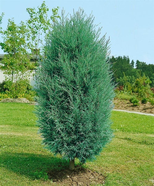 Juniperus virginiana 'Burkii', Virginischer Wacholder, 80–100 cm