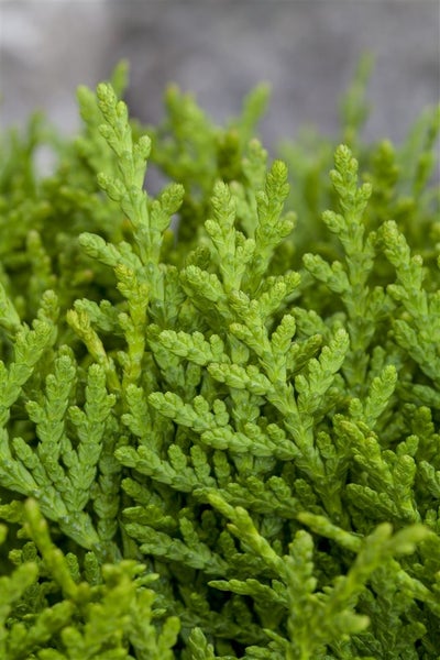 Thuja orientalis 'Aurea Nana', Lebensbaum, goldgelb, 40–50 cm