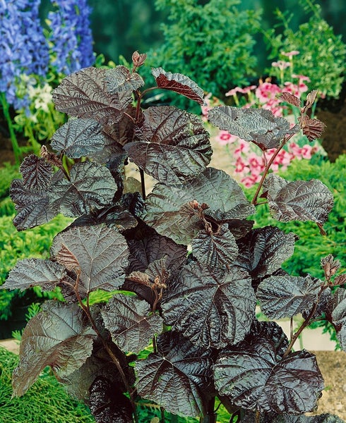 Corylus maxima 'Purpurea', Purpur-Hasel, 60–100 cm