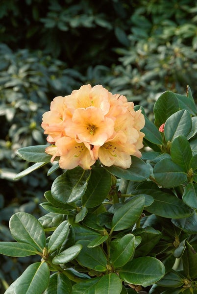 Nahaufnahme einer blühenden Rhododendronpflanze mit grünen Blättern