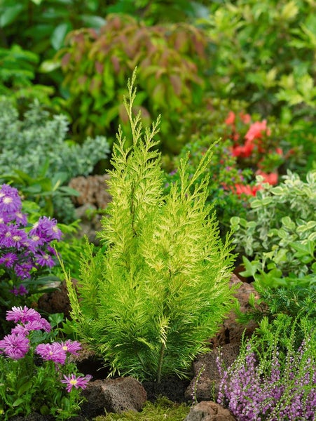 Chamaecyparis lawsoniana 'Stardust', Gelbe Scheinzypresse, 40–50 cm