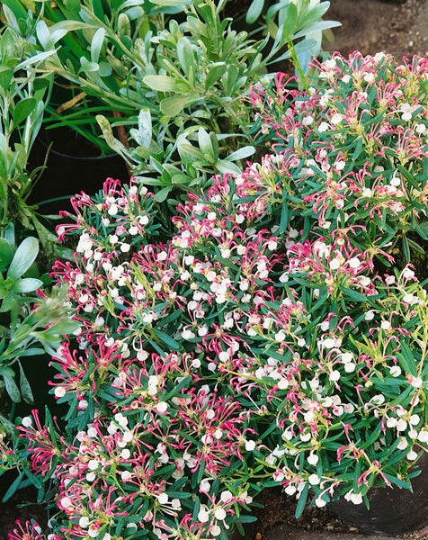 Andromeda polifolia, Rosmarinheide, 30–40 cm