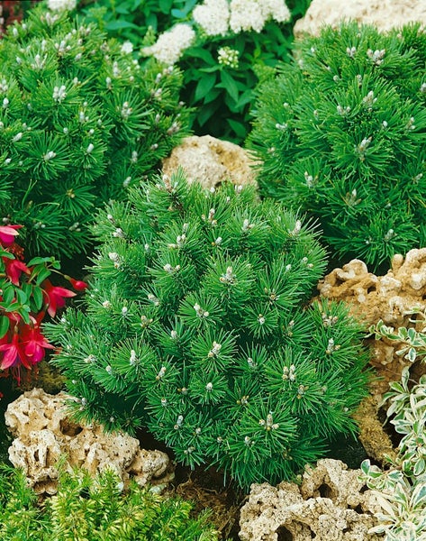 Kiefernsträucher im Gartenbeet mit Steinen und anderen Pflanzen