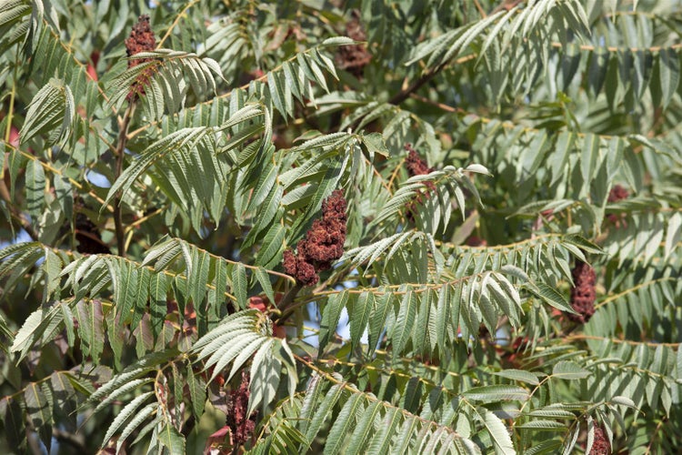 Rhus typhina 'Dissecta', Essigbaum, filigran, 60–80 cm