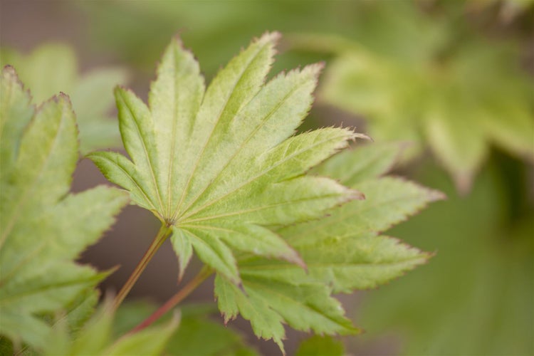 Acer shirasawanum 'Aureum', Japanischer Ahorn, goldgelb, 40–50 cm
