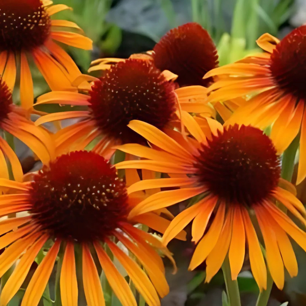 Nahaufnahme von mehreren Rudbeckia Blumen im Garten.