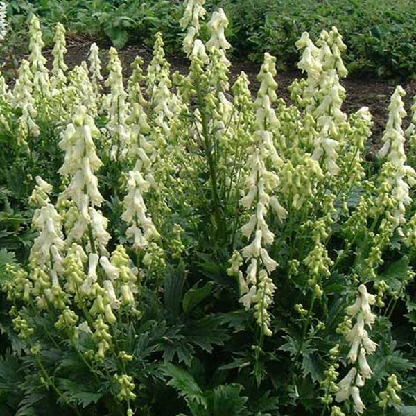 Gruppe von Eisenhutpflanzen mit blühenden, glockenförmigen Blüten