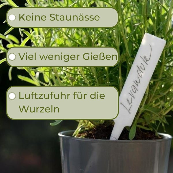 Lavendelpflanze im Topf mit Hinweisen zu keiner Staunässe, weniger Gießen und Luftzufuhr für die Wurzeln.