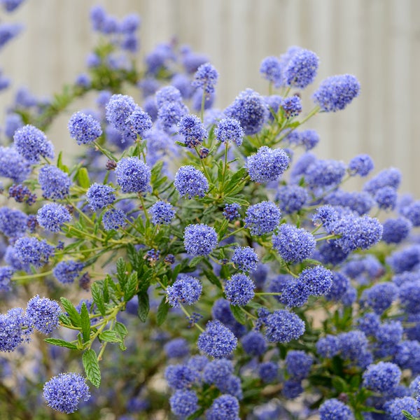 Blühender Säckelblumenstrauch mit vielen Blüten