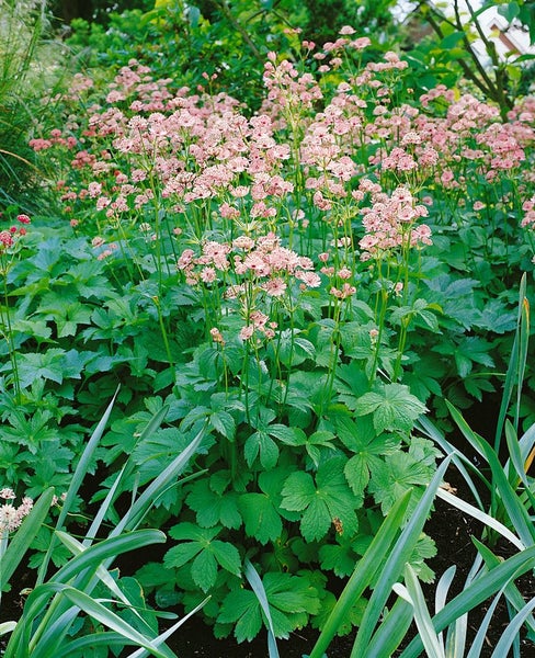 Astrantia major, Sterndolde, rosa, ca. 9x9 cm Topf