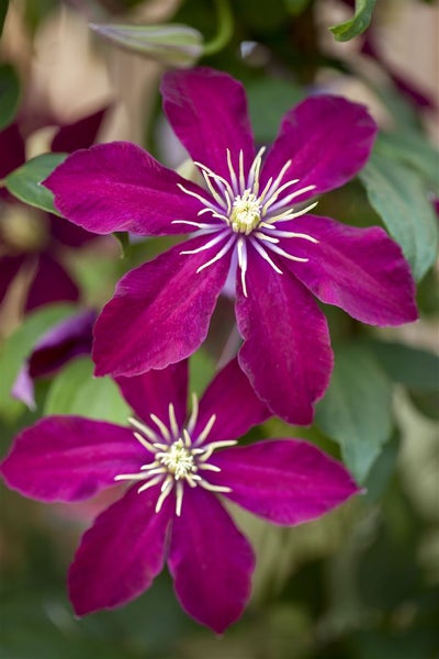 Clematis Hybride 'Niobe', Waldrebe, dunkelrot, 60–100 cm