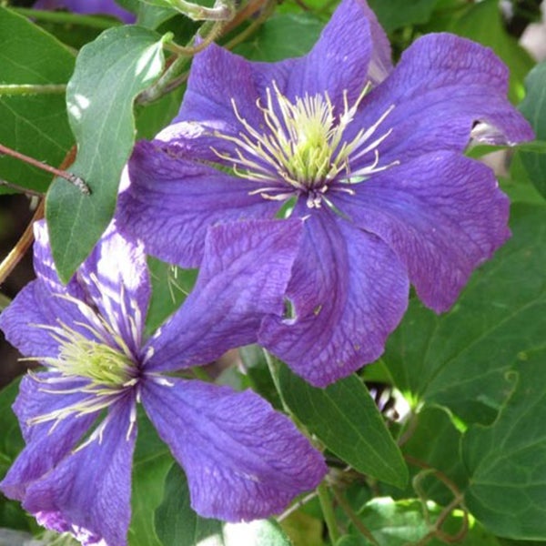 Nahaufnahme von Clematisblüten mit grünen Blättern